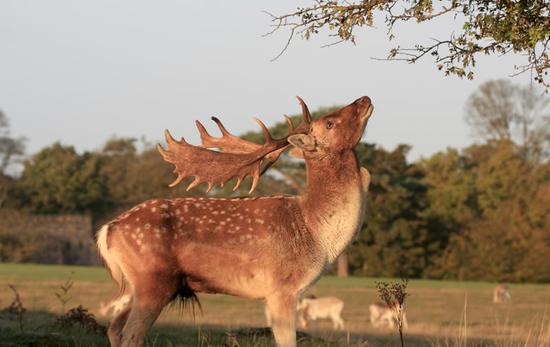 Deer in open field
