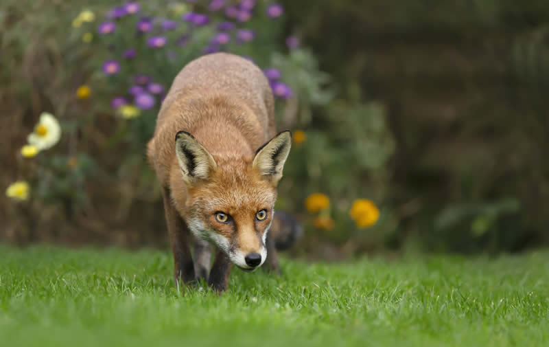 Fox in garden