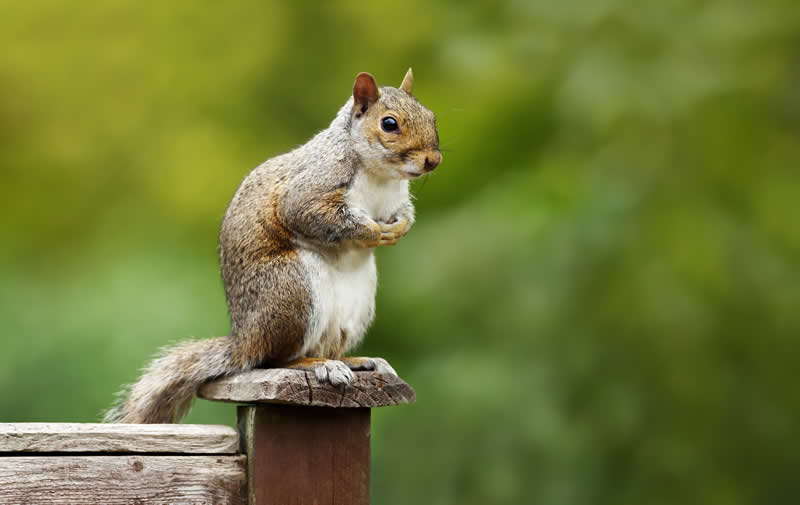 Garden squirrel on fencepost
